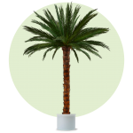 Areca Palme 3,5 Meter hoch