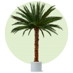 Areca Dekopalme 3 Meter hoch