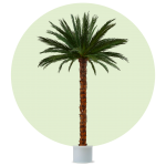 Areca Palme 4 Meter hoch