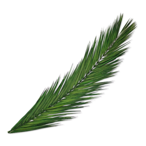 Palmwedel